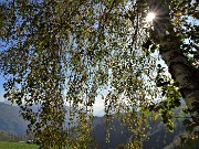 60 Splende il sole tra le foglie della betulla